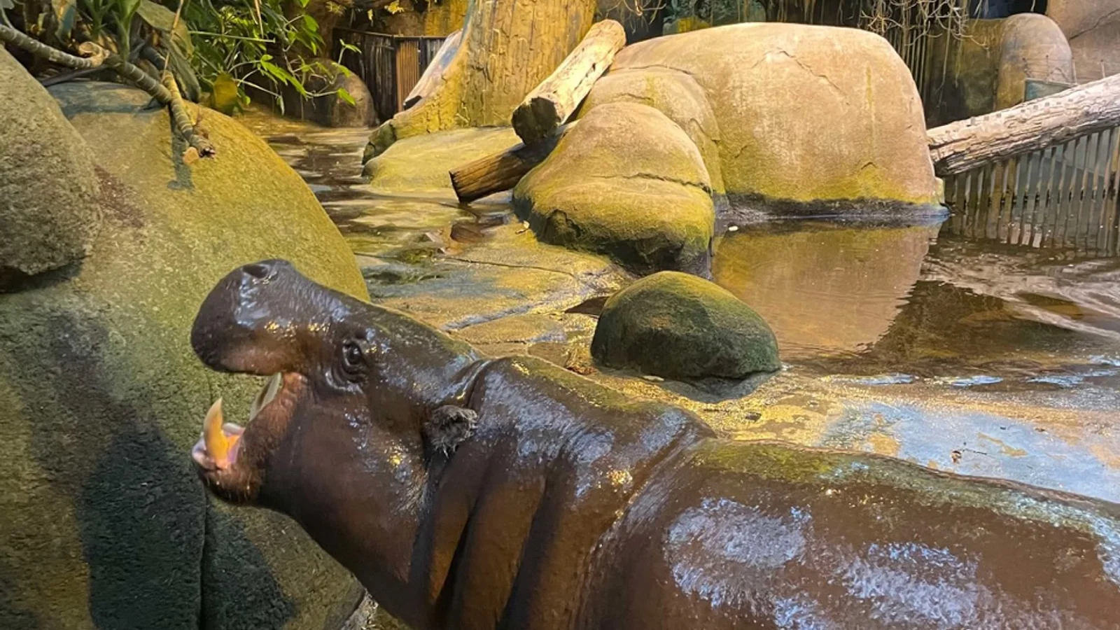 Kunstig intelligens hjælper dyrepasserne i Aalborg Zoo