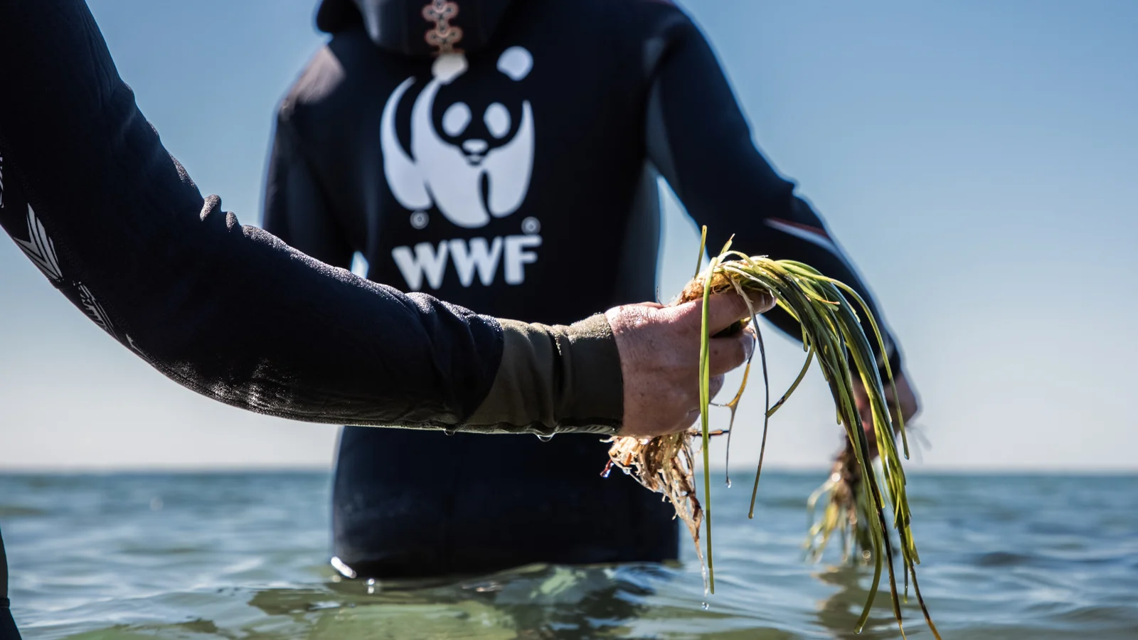 WWF sætter gang i udplantning af ålegræs i Sejerøbugten