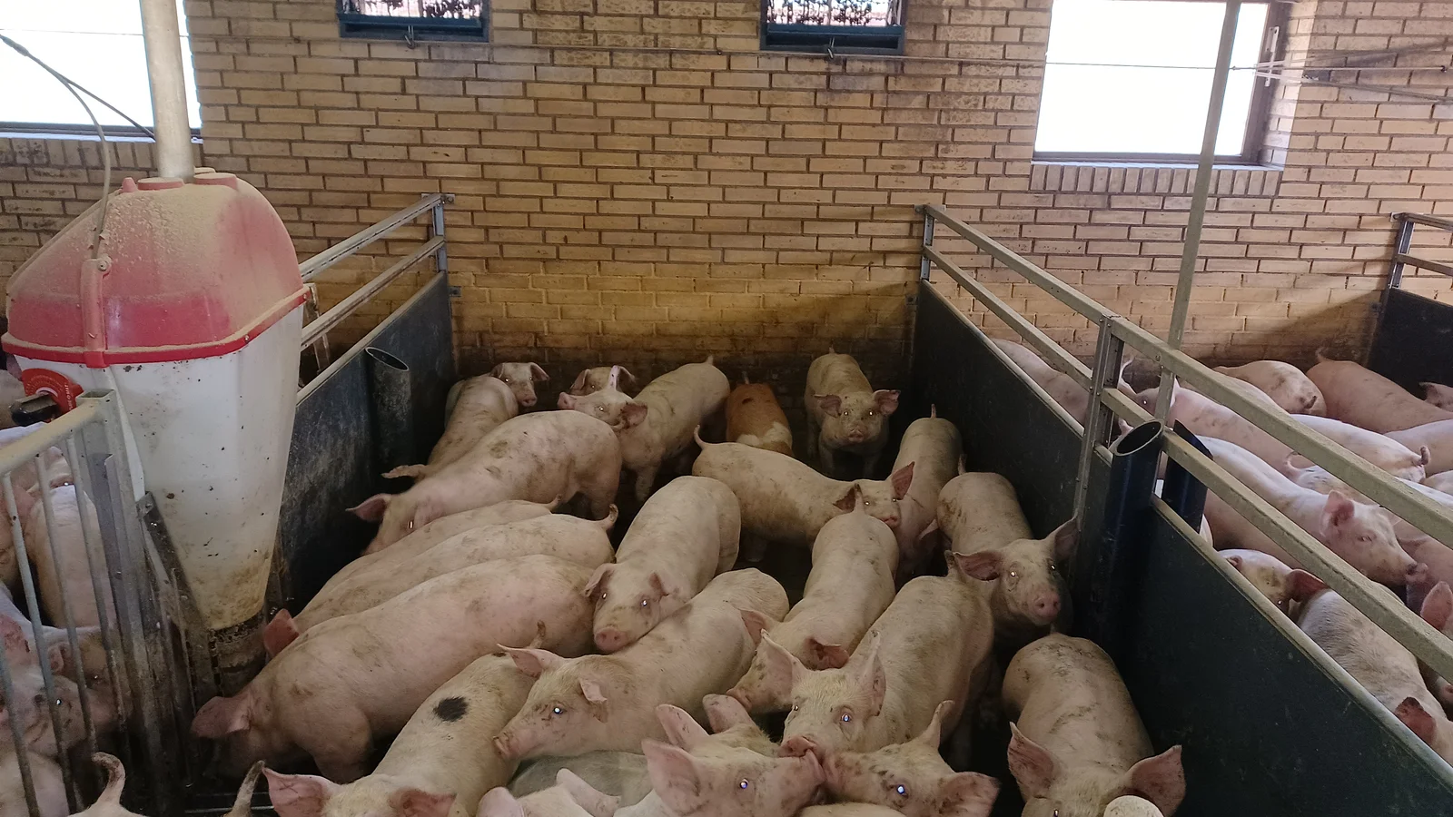 Ny opgørelse: Op til 48 grise per indbygger