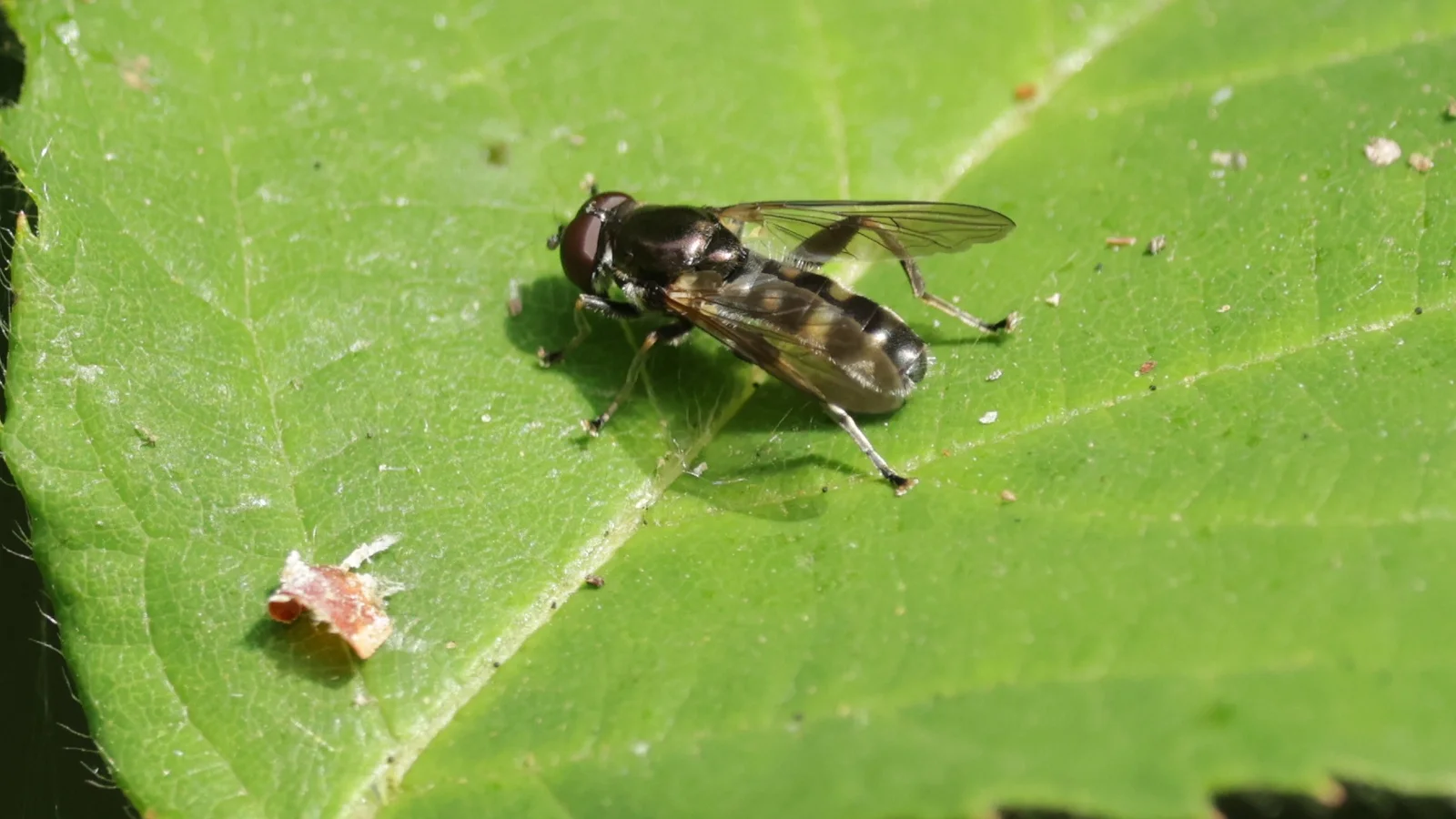 Bioblitz i Bøtø viser klimaforandringer