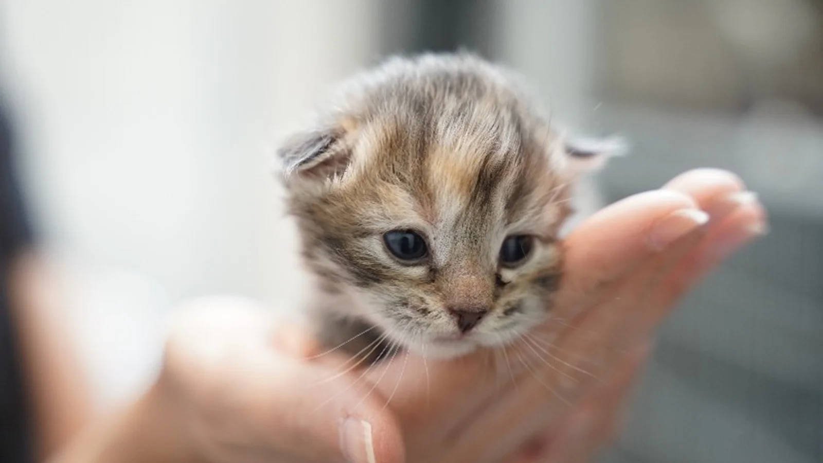 Sommeren er højsæson for svigtede dyr: 38 dyr blev indleveret hver dag i juni