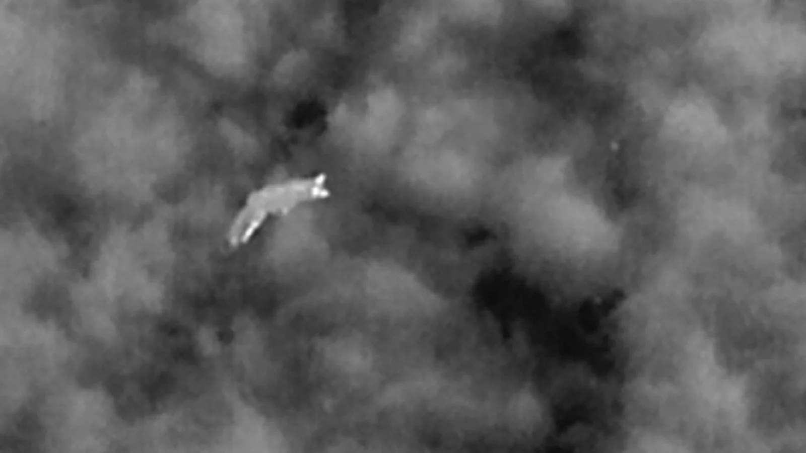 Droner og AI hjælper forskere med at forstå vores rovdyr