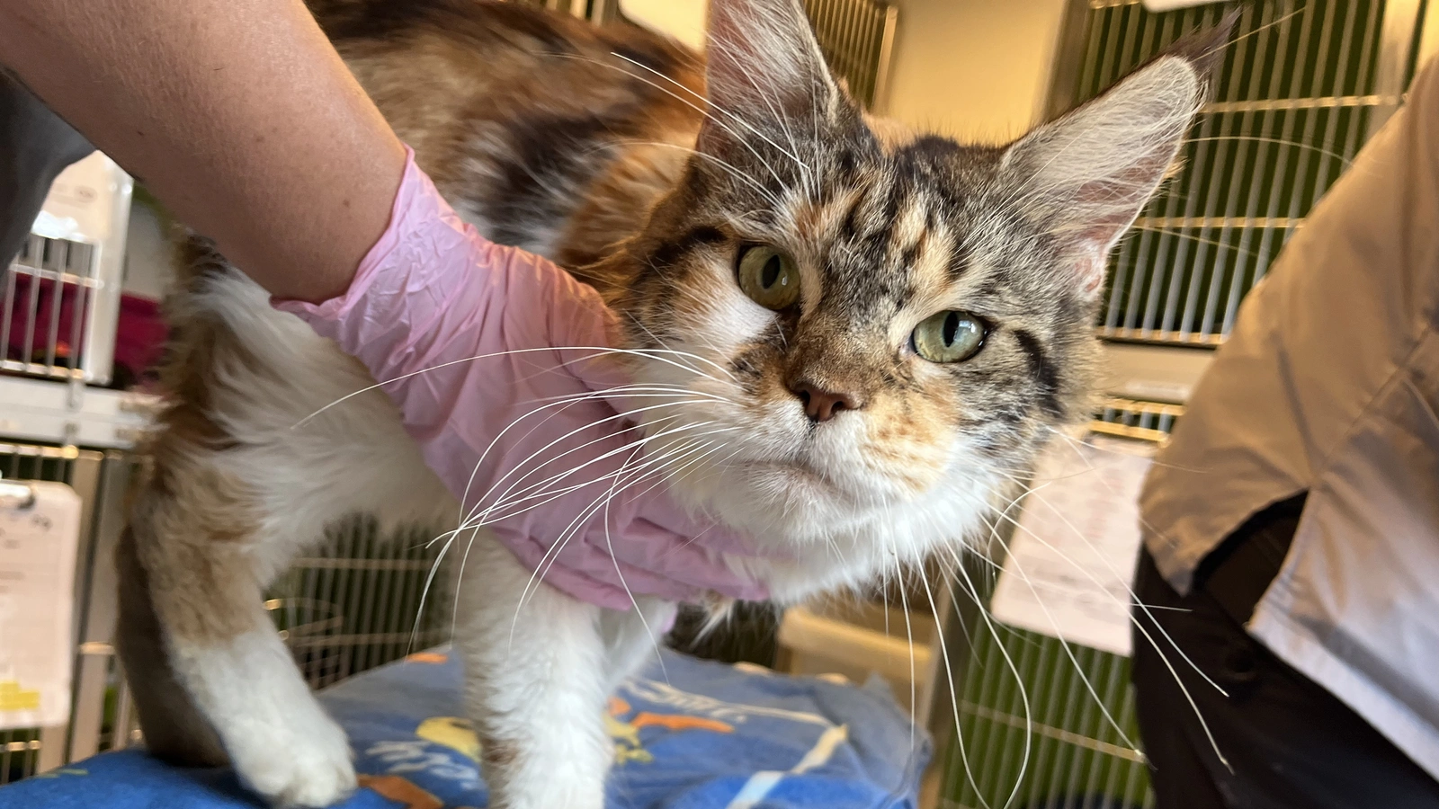 8 ud af 12 Maine Coon-blandingskatte fik fred