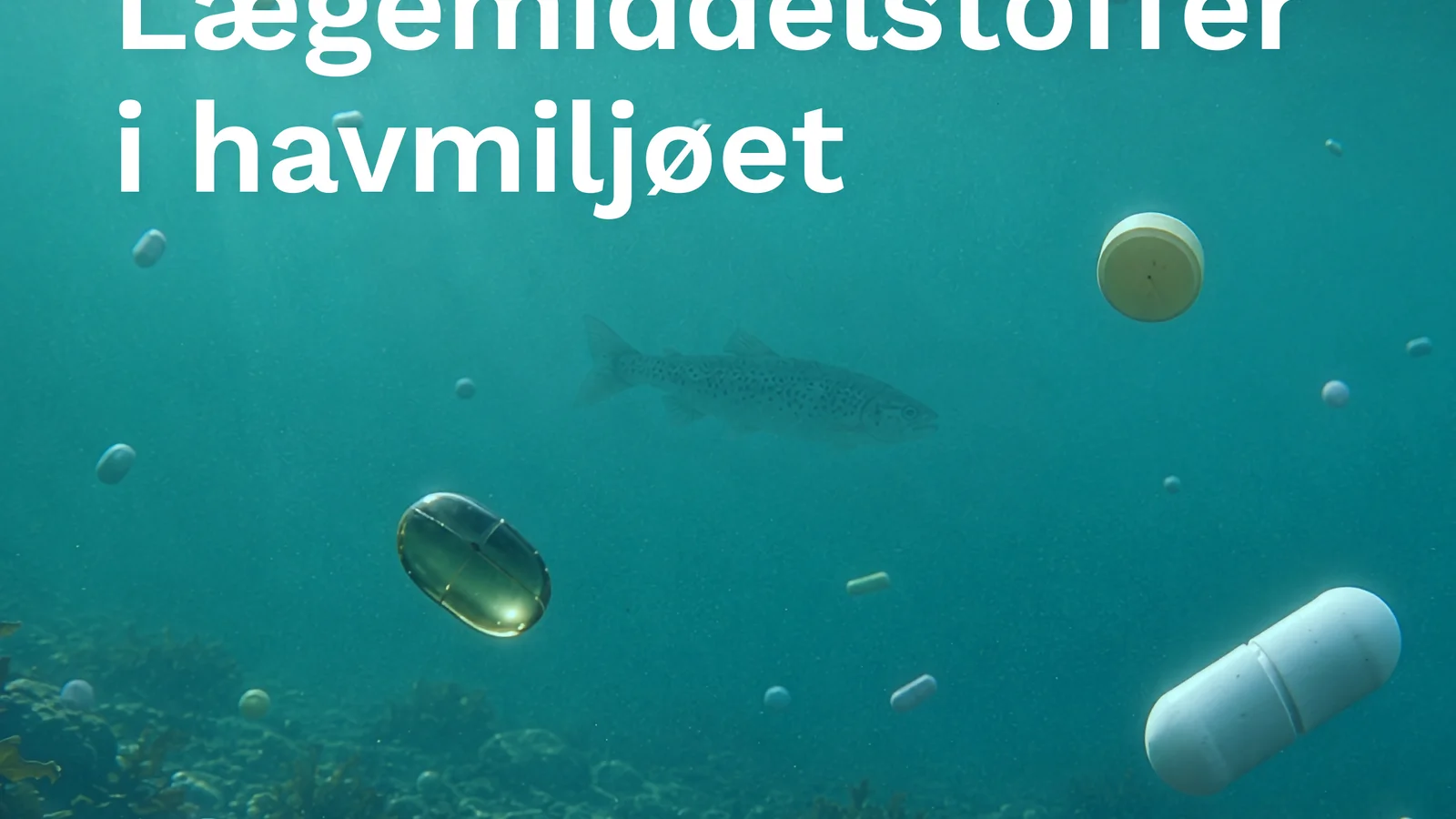 Tonsvis af medicinrester udledes til havmiljøet