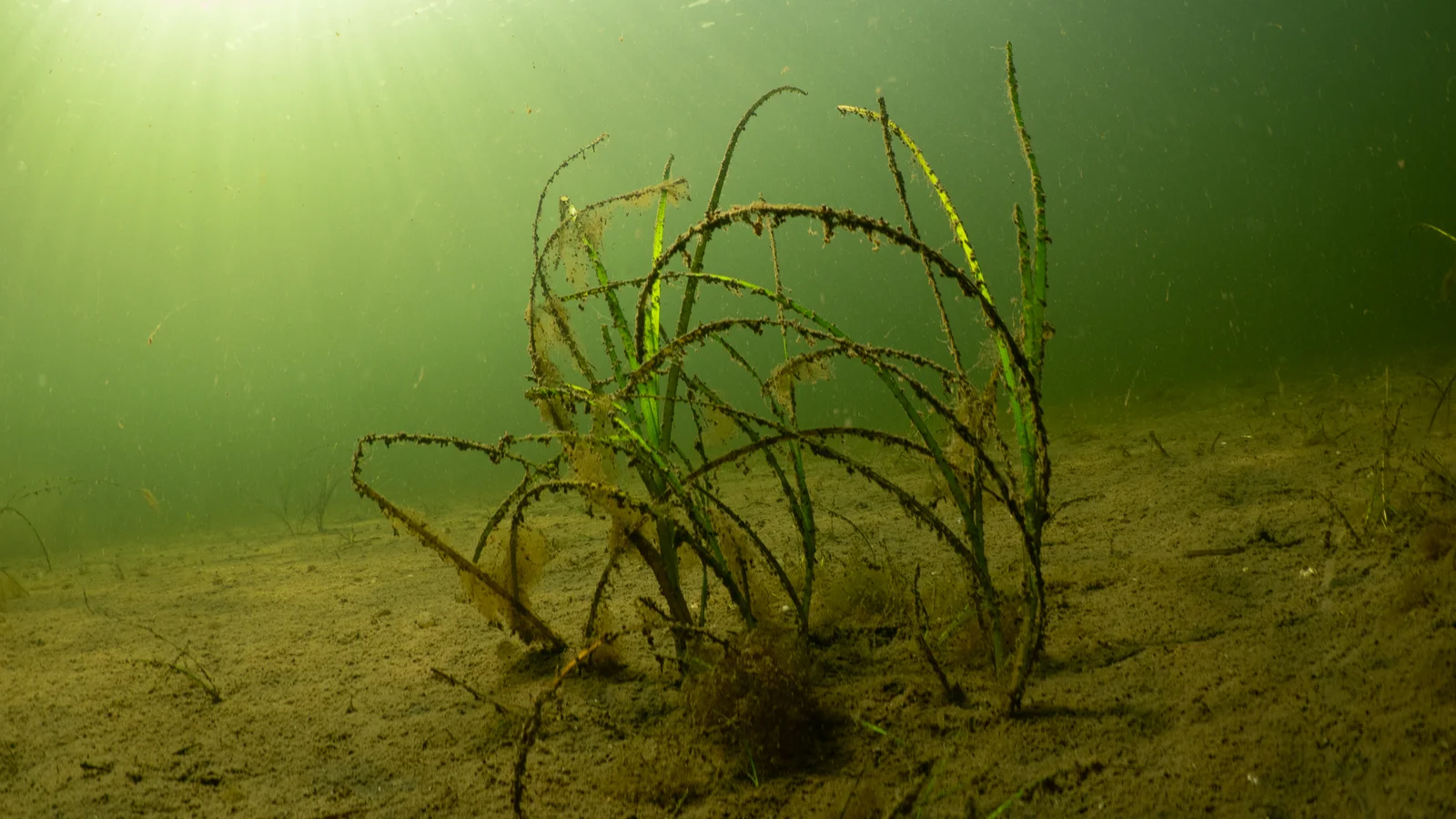 Ny kvælstoflov giver havet stor hjælpende hånd
