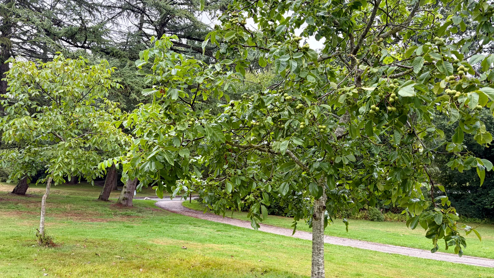 Saml valnødder i Vestparken – og gå på opdagelse i en levende genbank