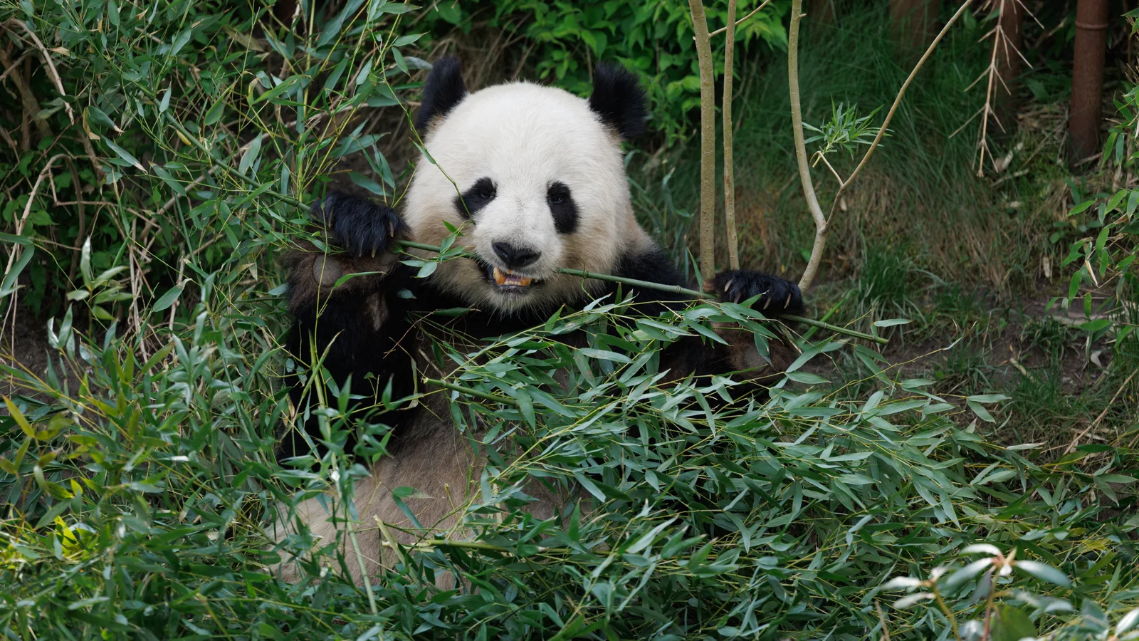 Panda i ZOO er ikke drægtig