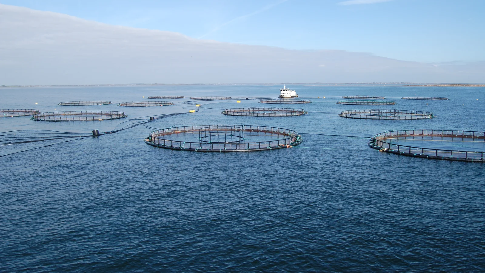 Dansk havbrug bliver verdens første akvakulturvirksomhed med Science Based Targets for Nature