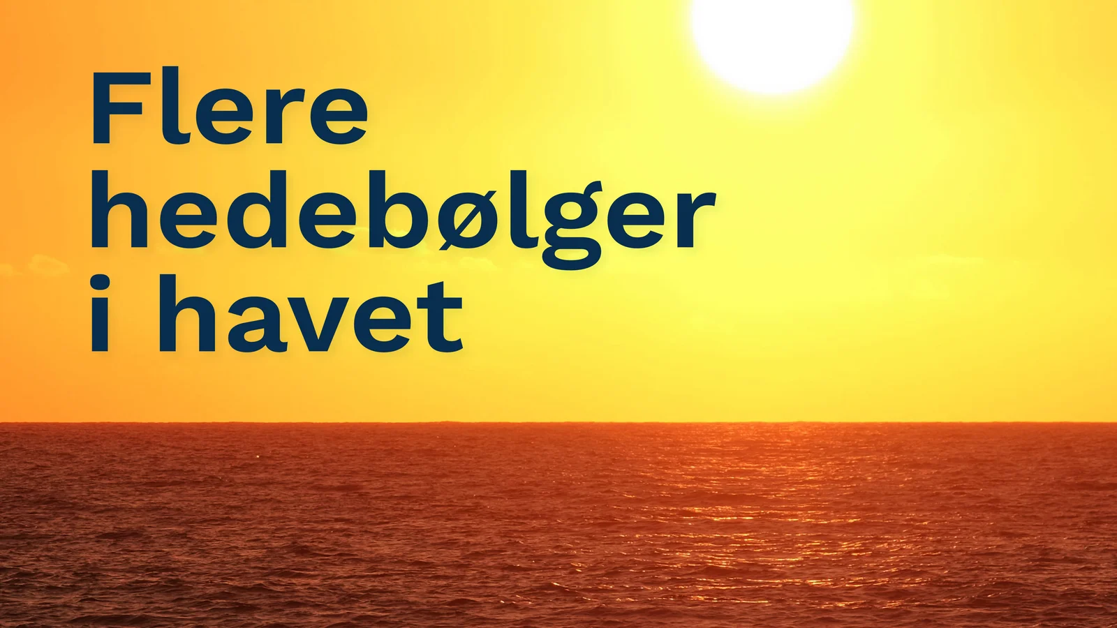Markant flere hedebølger i danske havområder presset havmiljøet