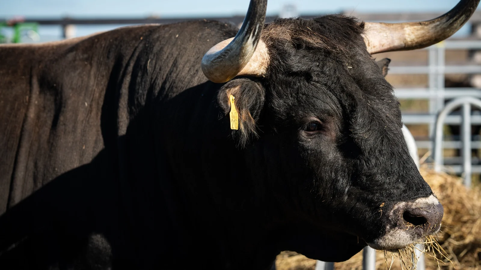 40 nye tauros-okser ankommet til Danmark