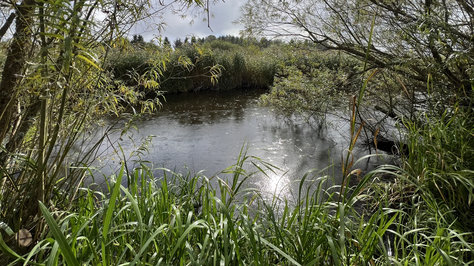 Presseinvitation: Indvielse af naturreservatet Tindbæk Hestehave