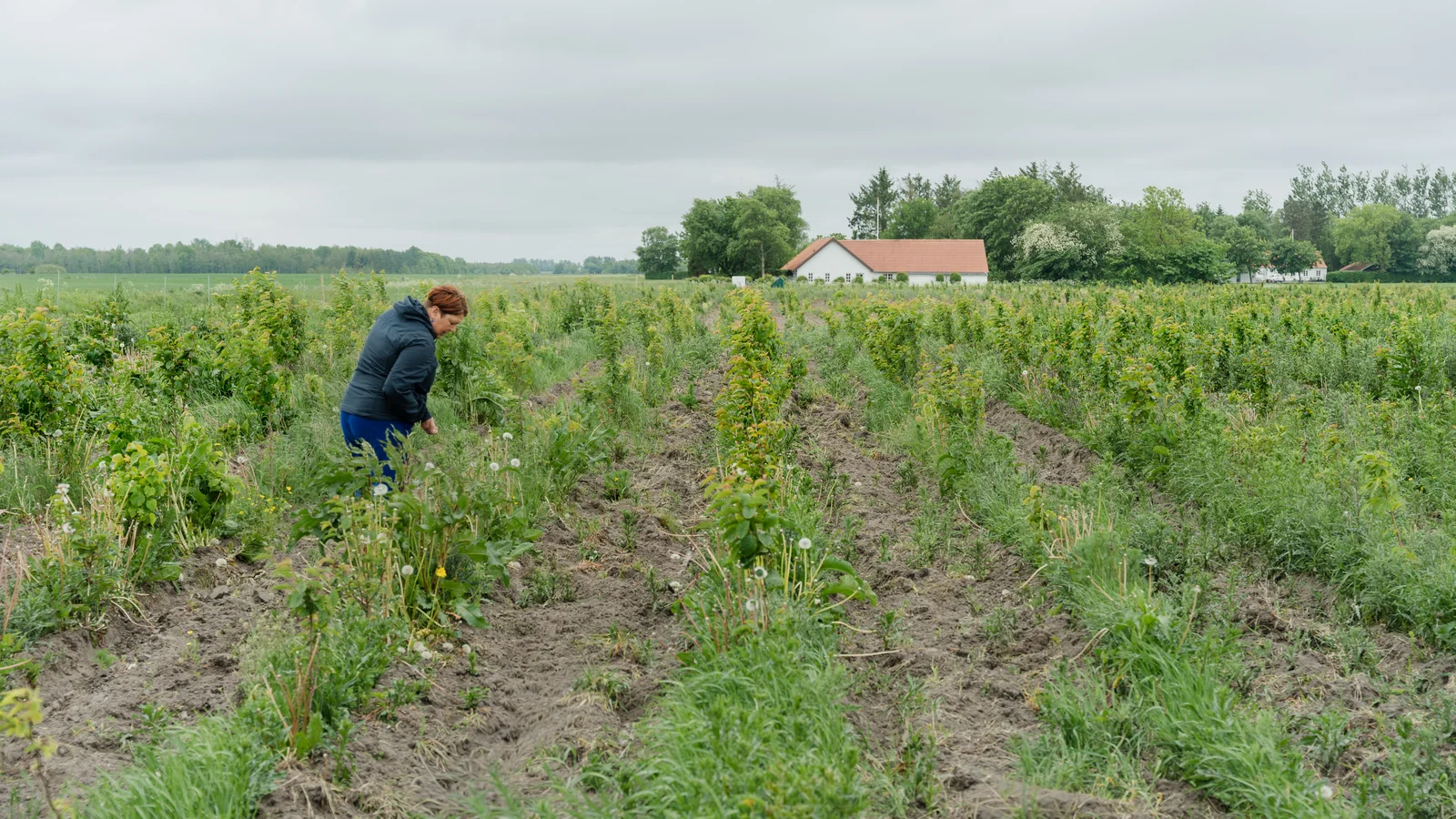 Ny tilskudsrunde gør det lettere for landmænd at plante skov