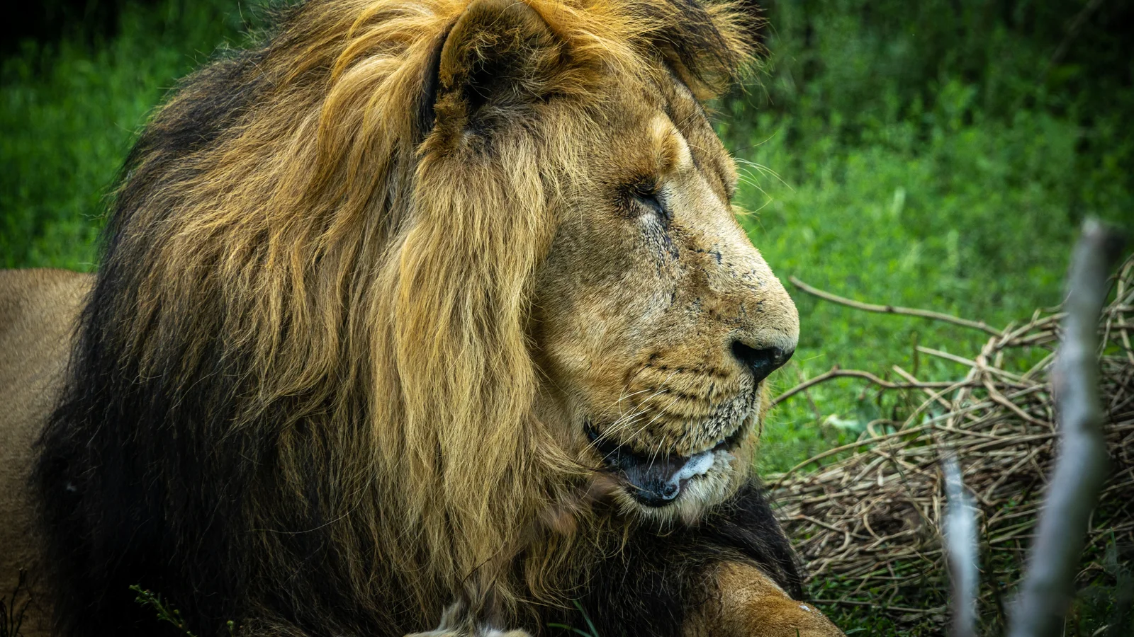 Aldrig sket før: Aalborg Zoo åbner portene til løvernes nye hjem – før løverne flytter ind