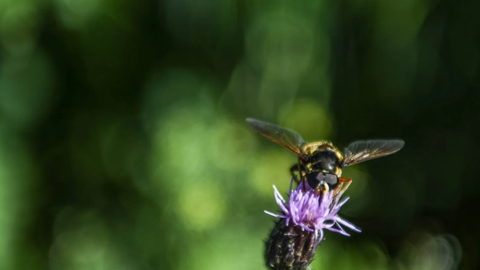 Nyt værktøj afslører naturens skjulte potentiale