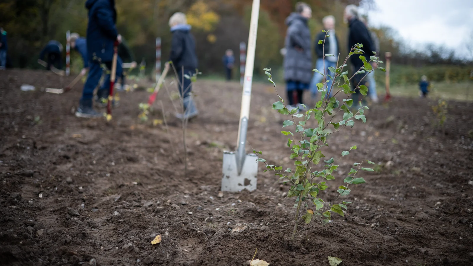 Presseinvitation: DANMARK PLANTER Børnenes Skov i Vridsløse ved Næstved